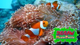 Underwater Photography