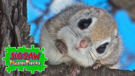 Little Animals