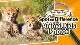 Train Your Brain! Spot the Difference with Animal Kids Photos