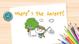 Where’s the Insect?